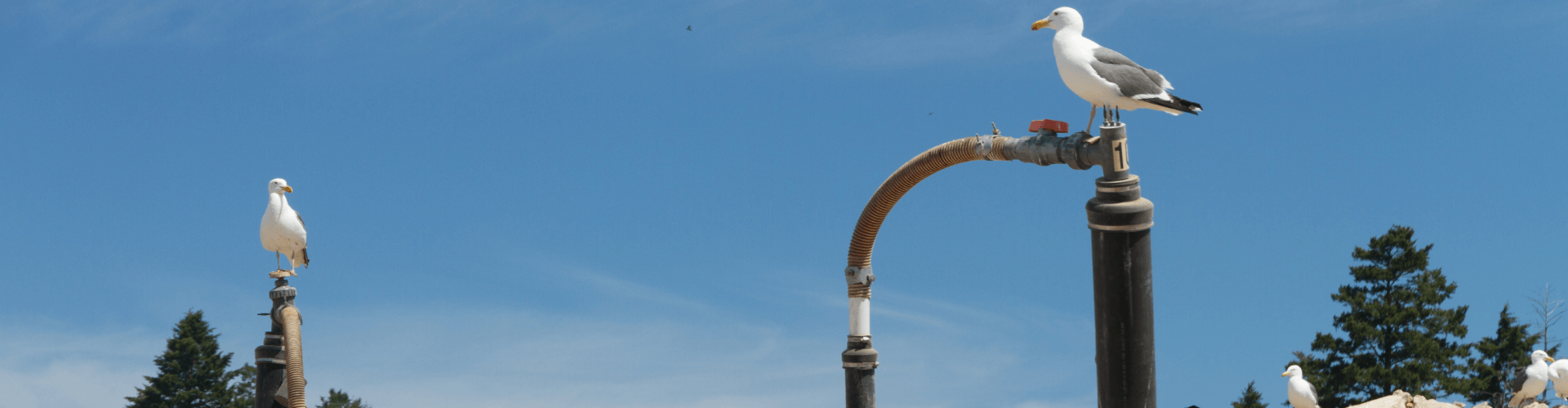 Seagulls perched on landfill gas venting pipes against a clear blue sky, showcasing engineered gas venting solutions.