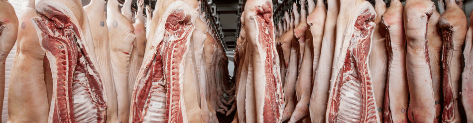 Hanging pig carcasses in a meat packing facility, showcasing the sanitation and precision of meat processing.
