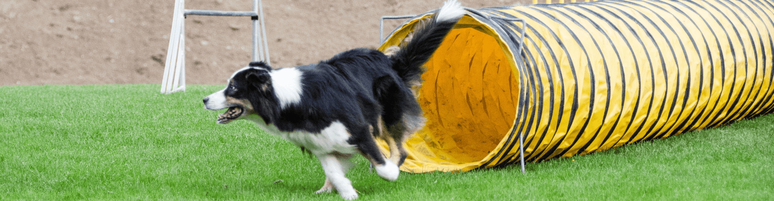A border collie running through a bright yellow agility tunnel on a grassy field.