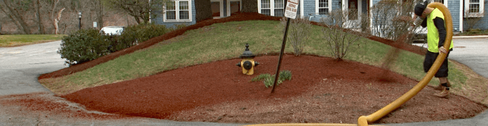 Worker using a hose for bark mulch blowing on a landscaped area with red mulch around a fire hydrant.