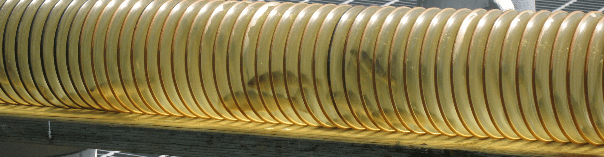Aquaculture fish pumping system showing live fish in smooth, flexible tubing for gentle transport.