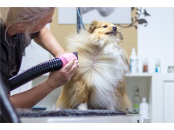 Pet___Animal_Grooming_Equipment