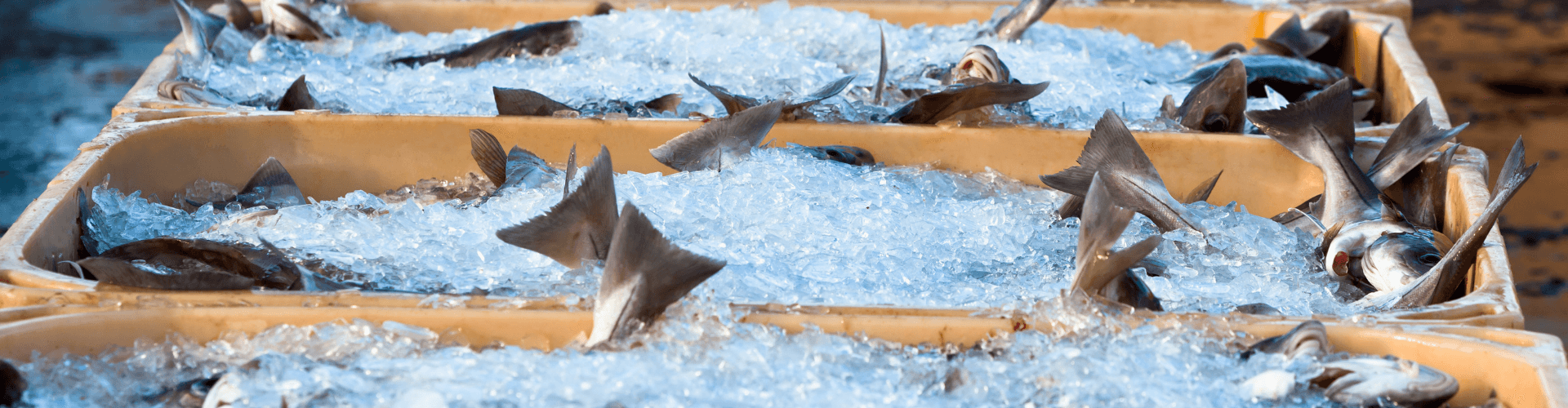Ice-covered fish in trays for delivery, showcasing seafood storage and preservation methods.