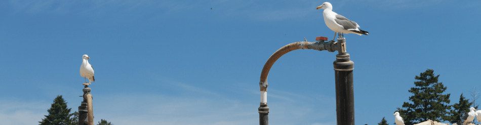Seagulls perched on landfill gas venting pipes against a clear blue sky, showcasing engineered gas venting solutions.