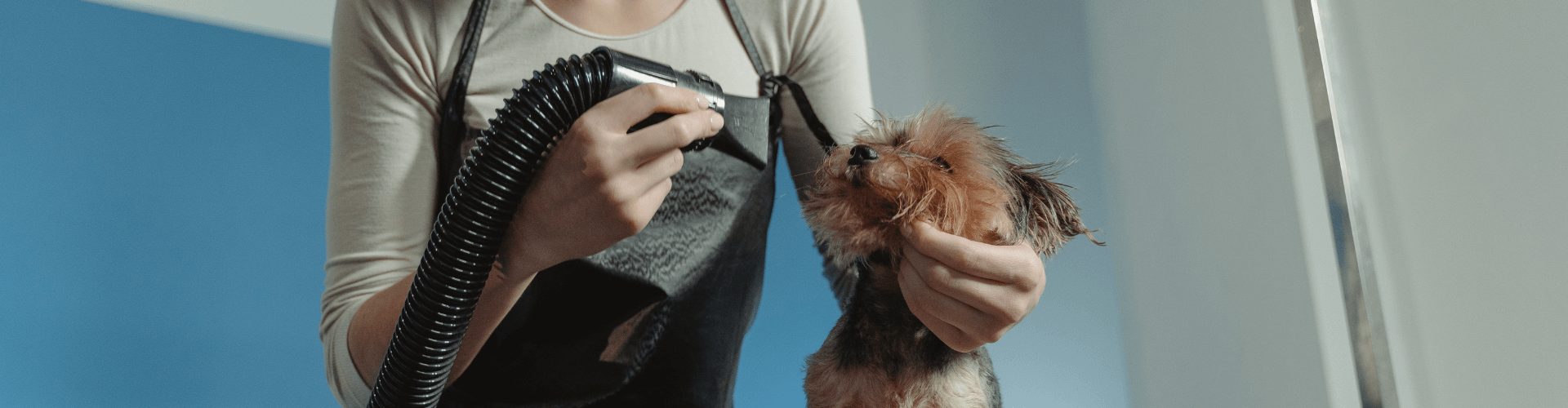 Pet grooming with specialized equipment, showcasing flexible and quiet dryer for comfortable use around animals.