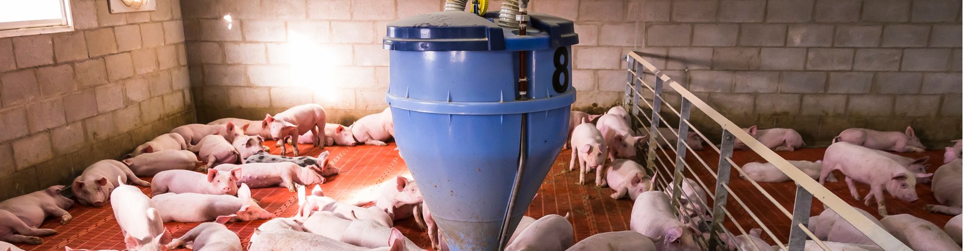 Love stock feeding system